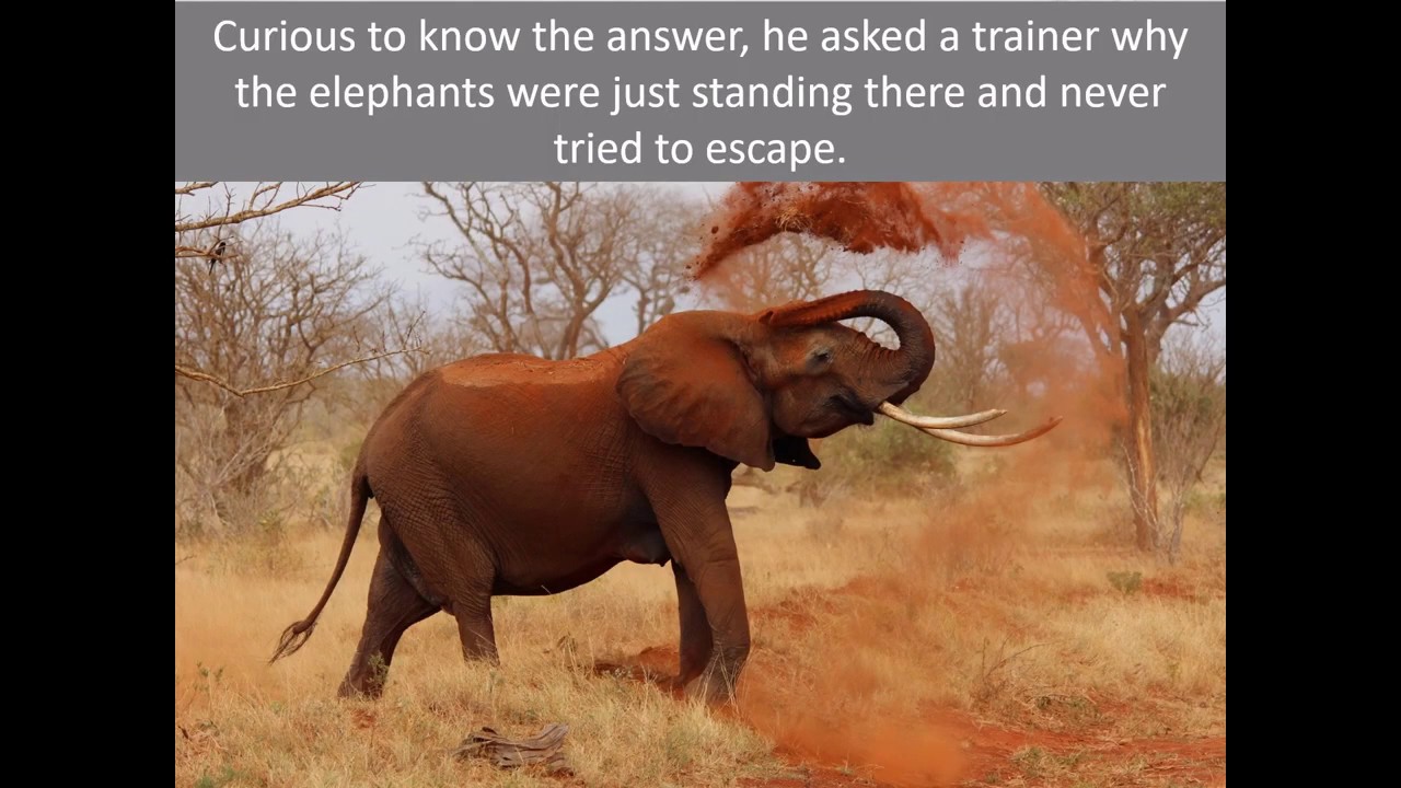 Motivational Story The Elephant Rope Belief Inspirational Story Life Lesson Dare to