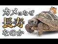 【アンチエイジング】カメはなぜ長寿なのか?|老いを知らないカメの驚異的能力