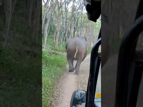 Viral video: Tourists find themselves between herd of elephants in Karnataka