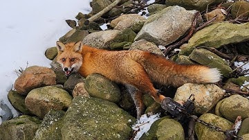 Catch Me If You Can ,I Did Just that #Fox Trapping #Coyote #Duke Traps