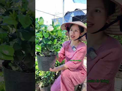 Video Giống hoa bạch thiên hương thơm quay tại làng hoa Phụng Công