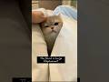 Humans Are Bad! They Got Stopped Halfway #cats#catslife#funny #shorts