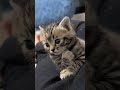 “Cutest Kittens Ever! 😻💖”   #trend