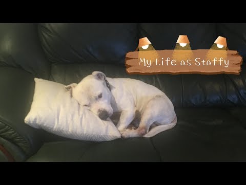 Video: Staffordshire Bull Terrier Dog Breed Hypoallergenic, Kalusugan At Life Span