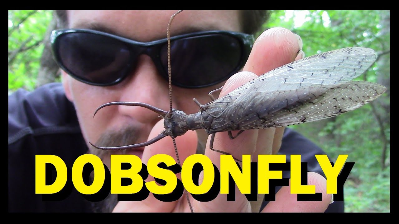 video phone beyonce mp3 THE WILD-MAN'S WILD FRIENDS VIDEO SERIES - EPISODE 13 - DOBSONFLY