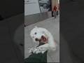 My dog just wants to play compilation!! #viral #doglover #petlover #dogs #duet #puppy #cute #fyp