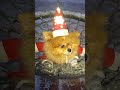 Зимний сон в парке Кусково #Кусково #Новый Год #Вечерняя прогулка #Новогодний вечер #С 2026г!
