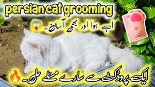 How to groom a persian cat at home || Easy way to bath a persian cat || Cat Stream Brush Review