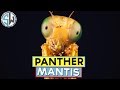 Photographing my panther mantis | Macro Photography