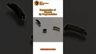 Regeneration Of Planaria By Fragmentation