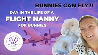 FLIGHT NANNY for BUNNIES! | Fly coast to coast to deliver three bunnies to their new homes. by PurplePup LLC 249 views 1 year ago 9 minutes, 21 seconds