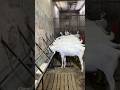 Subhanallah Sojat Goat ❤️ #shorts #youtubeshorts #ytshorts