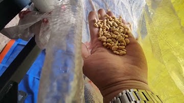 white beans processing video
