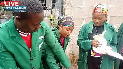 How to Administer Vaccines to Rabbits [Live Practical]