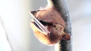 2020-01-12 Eastern Red Bat