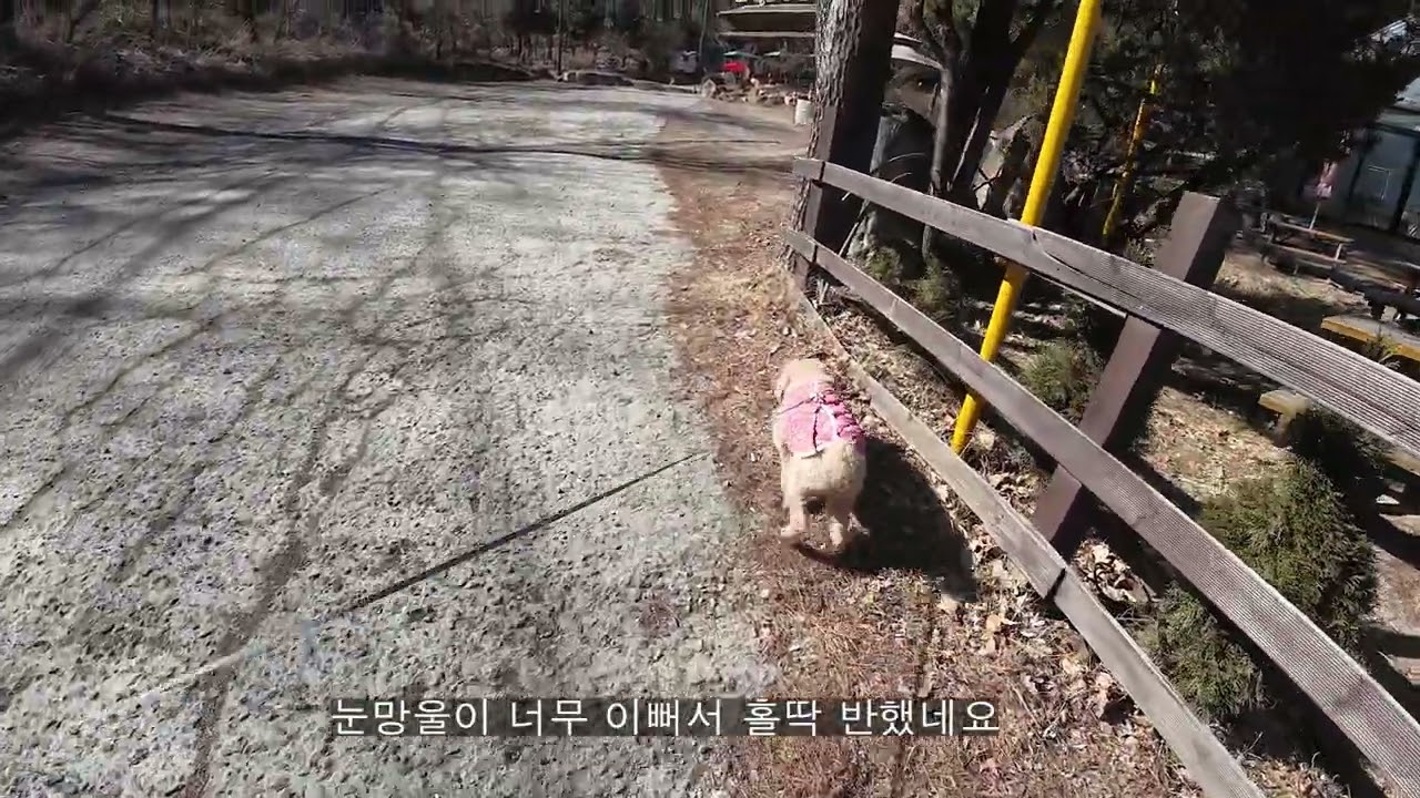 9살 가나디 렉사