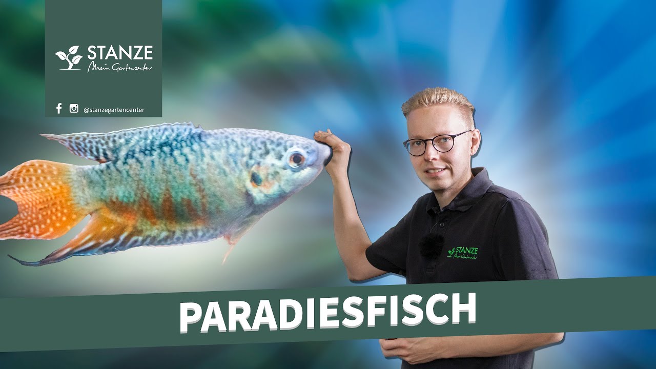 Paradiesfische im Aquarium: Alles, was DU wissen musst!