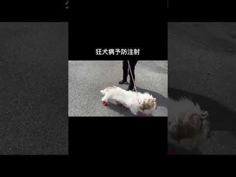 狂犬病予防注射、がんばったね【プチバセ】#shorts
