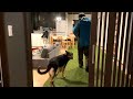シェパードは、散歩から帰ったらひとりでひっそりと寝室へ寝に行きます