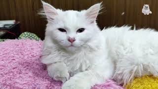 Half Sleepy Snowy Snow White Persian Triple Coated Breed Cute Kitty by DogKitty 7 views 2 years ago 3 minutes, 54 seconds
