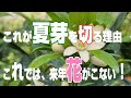 みかんの剪定で、夏芽を切らなかった時、切った時/毎年安定してミカンをならせる方法!