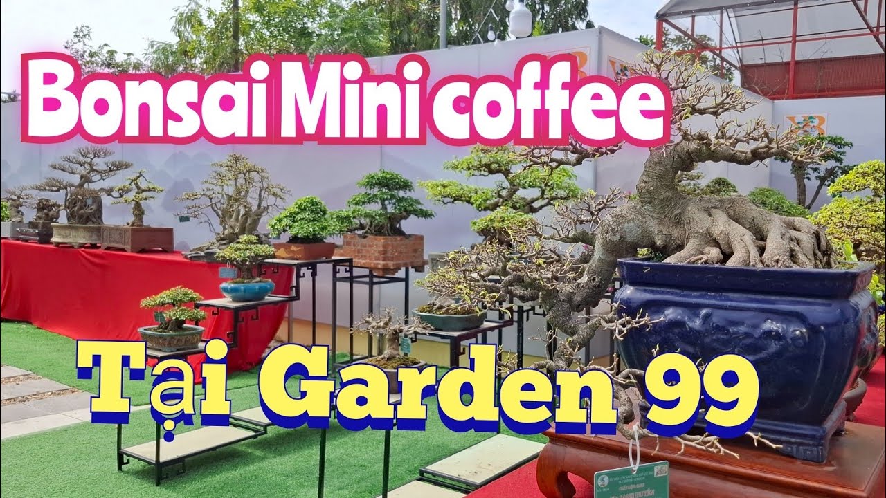 ZBV-KB7:Hút hồn dàn Bonsai Mini coffee tại Garden99.Vân Dương Bắc Ninh #bonsaidep ,#bonsaimini