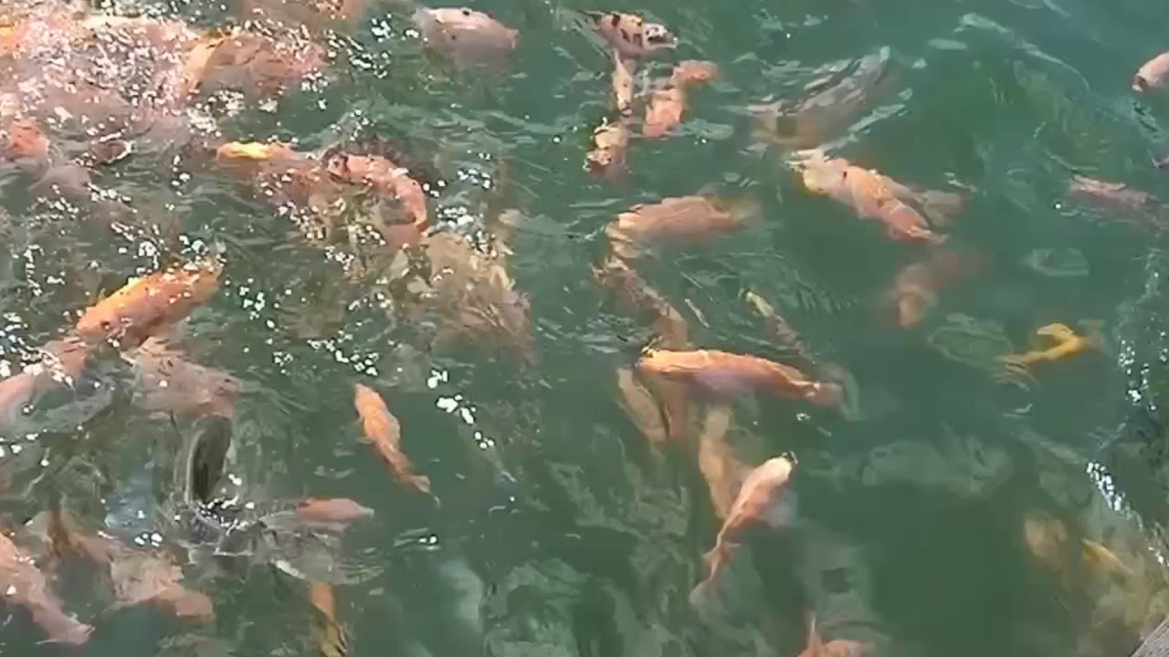 Inspirasi Sukses # kolam apung ikan nila merah 