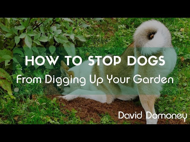 How to Stop Your Dog from Digging - Town & Country Animal Hospital