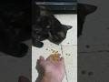 Beads ASMR 🌈 Relaxing Cat ReverseMagic#shorts #cat #satisfyingvideo #asmr #trendingshorts