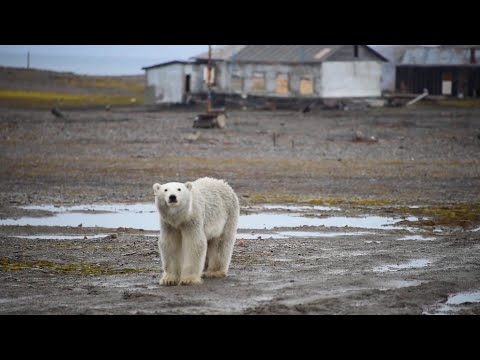 НОВАЯ ЗЕМЛЯ ТАНЕТ... / КАК ИЗМЕНИЛСЯ АРХИПЕЛАГ НОВАЯ ЗЕМЛЯ ЗА 37 ЛЕТ!