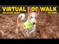  dog tv for dogs  virtual dog walk in the forest  calming nature sounds  relaxing music