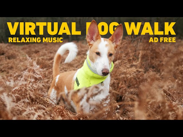 🔴 Dog TV for Dogs 🌲 Virtual Dog Walk in the Forest 🐕 Calming Nature Sounds & Relaxing Music class=