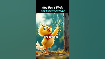 Why Don’t Birds Get Electrocuted on Power Lines?