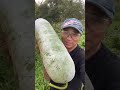 #新鲜采摘 #fruit