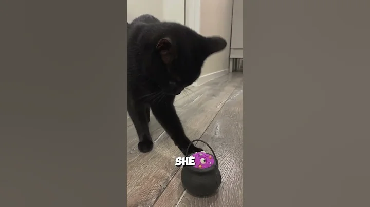 Watch the video about Kitten’s Reaction to First Bath Bomb 🛁✨