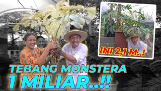 PANIKK!! CABUT MONSTERA WHITE MINT 1 MILIAR PUNYA OM NOLDY | ft. Nirina Zubir