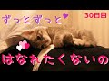【保護猫】飼い主を寝床にする猫シリーズその６～何度落ちても絶対に飼い主と離れたくない子猫～【生後43日】Kitten that does not give up on riding its owner