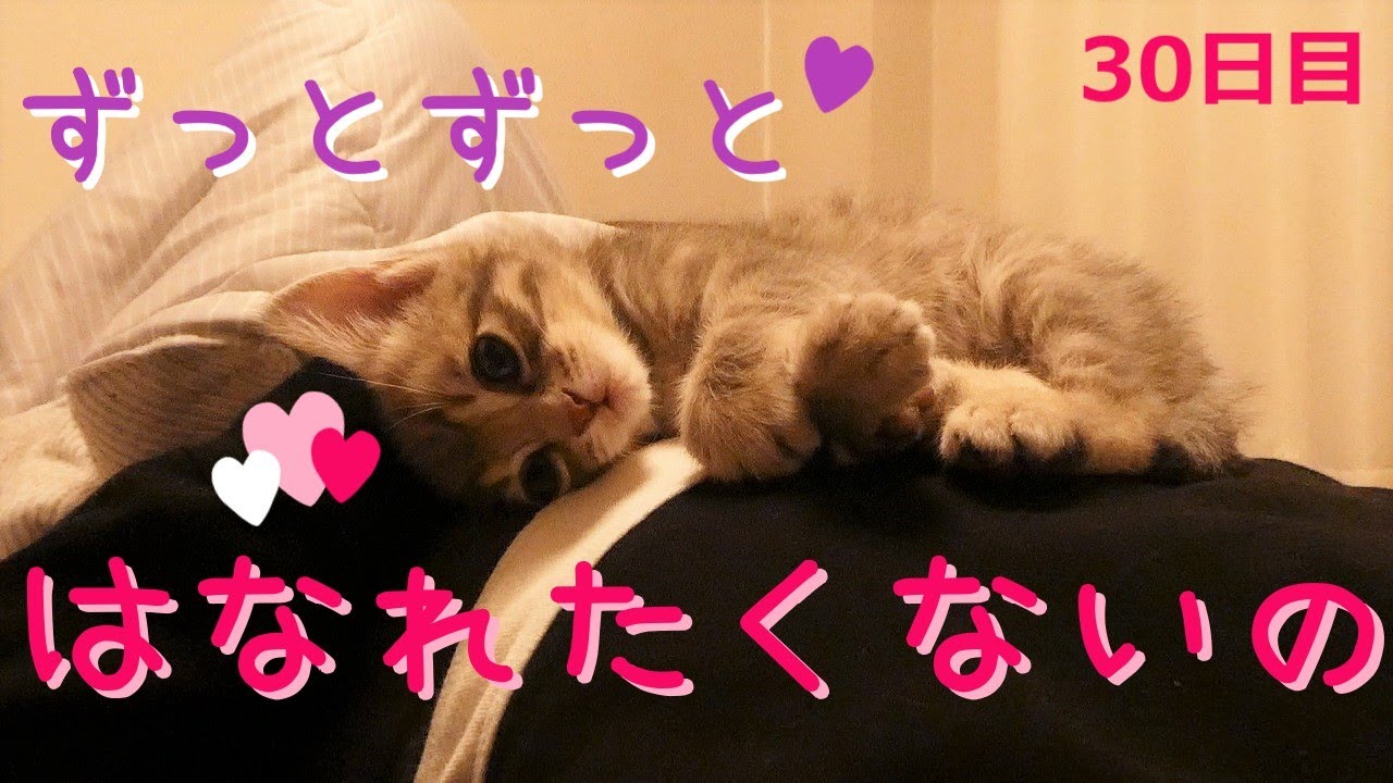 【保護猫】飼い主を寝床にする猫シリーズその６～何度落ちても絶対に飼い主と離れたくない子猫～【生後43日】Kitten that does not give up on riding its owner