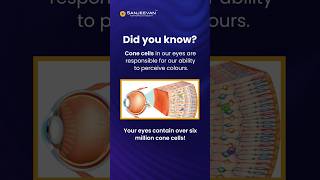 Six Million Cone Cells Preserving Colours Recover Eyesight Visit Sanjeevan Today