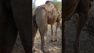 camels vip shart vidio @CamelloMello