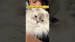 Annem Işten Gelince Benim Haller