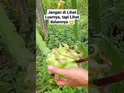 Video: Apa Itu Pluot – Pelajari Tentang Rasa Kondisi Tumbuh Pohon Buah King Pluot