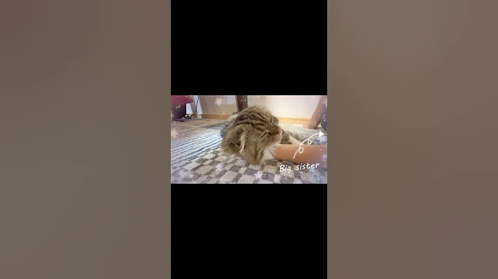 Video 6937981: scottish fold kitten, lovely scottish fold, kittens scottishfold cutecat meow, cats kittens scottishfold cutecat, scottishfold cutecat meow funnycats, scottishfold kitten catlover, scottishfold animals