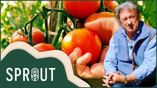 Alan Titchmarsh's Tomato Mastery | Sprout