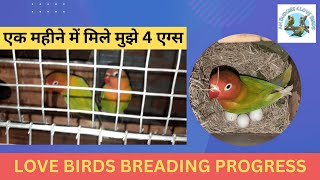 African Lovebird Cage Breeding Progress Love Birds Breading Progress एक महीने में मिले मुझे 4 एग्स