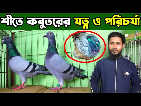শীতে কবুতরের সঠিক যত্ন ও পরিচর্যা || কবুতরের ঠান্ডা লাগলে করনীয় || ফেন্সি কবুতর পালন পদ্ধতি