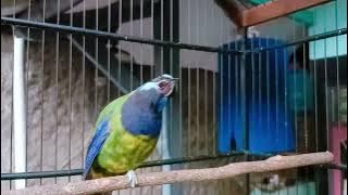 masteran burung yang paling banyak diminati #cucakcungkogacor
