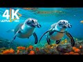 4K Underwater Wonders - Relaxing Music - Coral Reefs, Fish & Colorful Sea Life