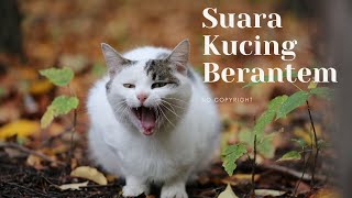 Suara Kucing Berantem - No Copyright