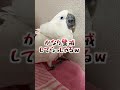 オウムの前で顔パックをしたら誰か分からないようだ…#shorts